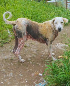 Community street dog receiving regular food and care through Caretails volunteer feeding program