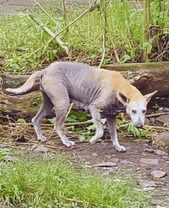 Community street dog receiving regular food and care through Caretails volunteer feeding program