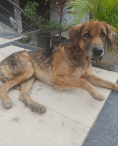 Community street dog receiving regular food and care through Caretails volunteer feeding program